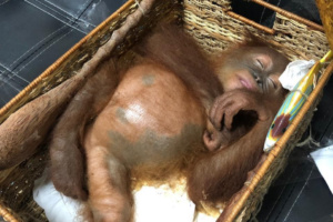 2-летний орангутанг был одурманен российским гражданином
