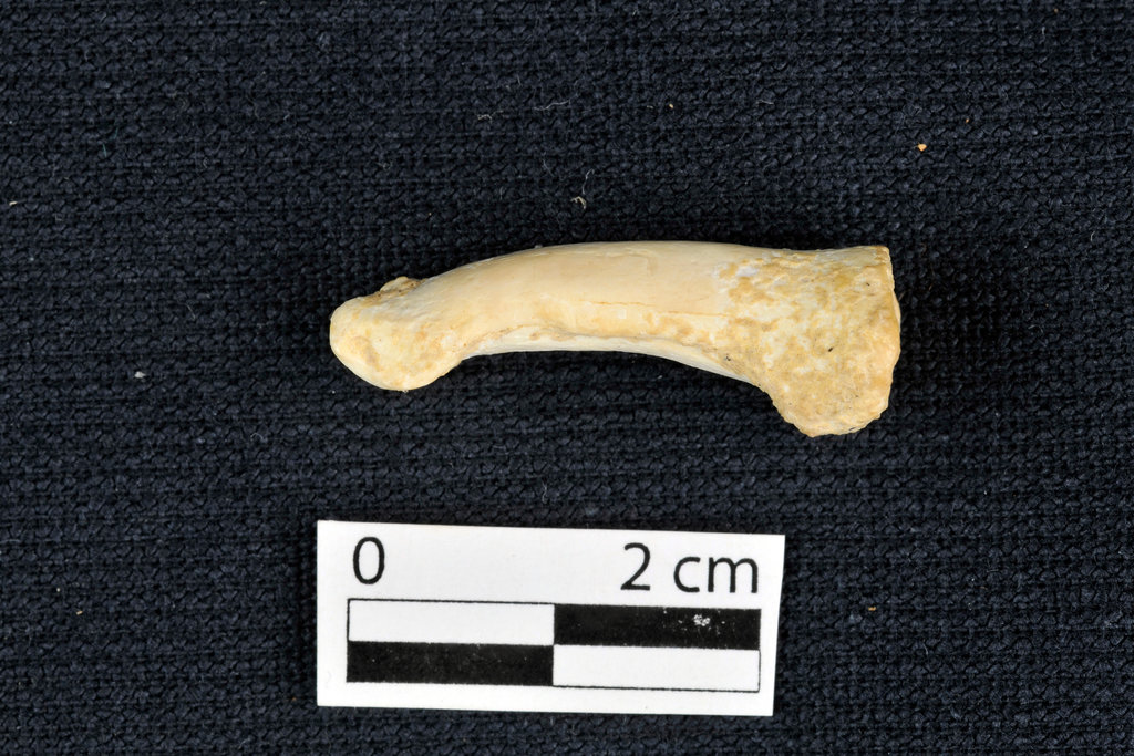 Кость пальца ноги, принадлежащая Homo luzonensis