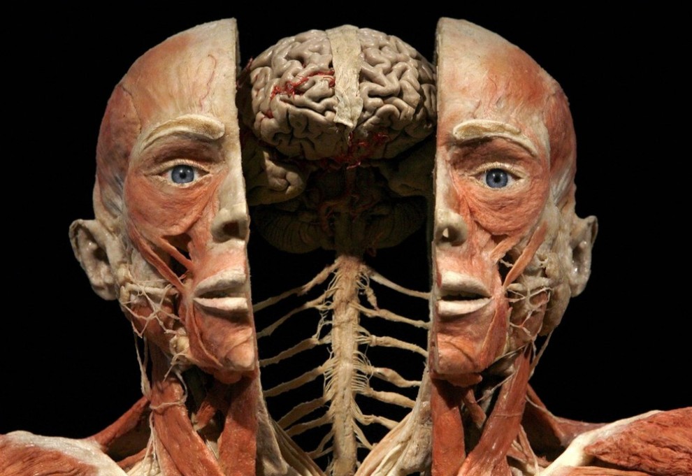 Искусство или надругательство?На ВДНХ открылась анатомическая выставка «Body Worlds»